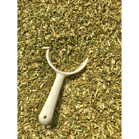 Driekleurig Viooltje